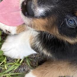 Australian Shepherds from CJ Farm and Kennels