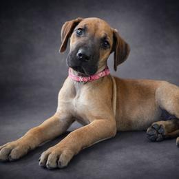 Puppy 2 - Fawn female Great Dane puppy in Ocala, Florida from Oak Haven Great Danes