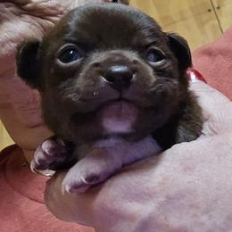 Mattie - Chocolate and white female Chihuahua puppy in Orange, Texas from Tiny Paws from God