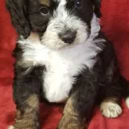Australian Labradoodles and Bernedoodles from Serenity Springs Doodles