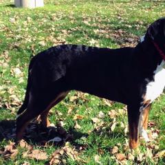 Greater Swiss Mountain Dogs from Houha Greater Swiss Mountain dogs