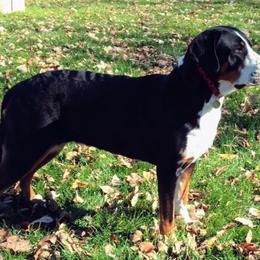 Greater Swiss Mountain Dogs from Houha Greater Swiss Mountain dogs