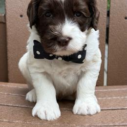 Mister Black - Chocolate male Australian Labradoodle puppy in Wake Forest, North Carolina from Lucky Country Labradoodles