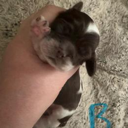 Blue - Brown and white male Cocker Spaniel puppy in Soddy Daisy, Tennessee from Kaleidoscopic Creations