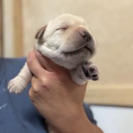 Boy 1 - Yellow male Labrador Retriever puppy in Strafford, New Hampshire from Alley Rock Labradors, LLC