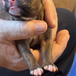 Fawn Female 5 - Fawn female Boxer puppy in Madras, Oregon from BnT Boxers