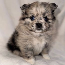 Daisy - Blue merle female Pomeranian puppy in Enfield, Connecticut from That Pom Haus