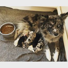 Pomsky Puppies from JsPomskies