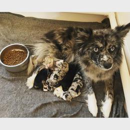Pomsky Puppies from JsPomskies