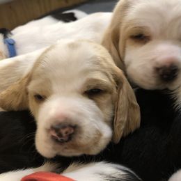 Basset Hound Puppies from Bear’s Bassets