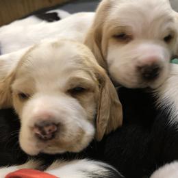 Basset Hound Puppies from Bear’s Bassets