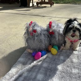 Shih Tzu All Grown Up from Koda Bears Cubs