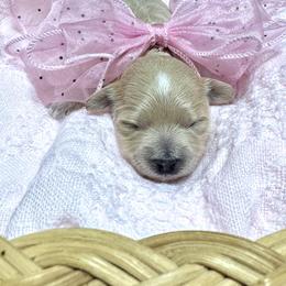Rosie - Apricot female Maltipoo puppy in Spring, Texas from GlamPaw Maltipoos
