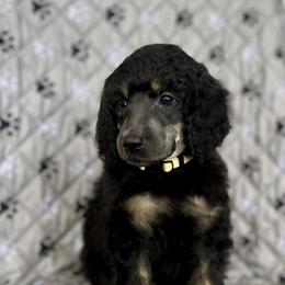 Yellow Collar - Phantom male Poodle puppy in East Wenatchee, Washington from Stylish Standards