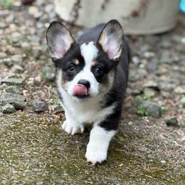 White collar - Black and tan male Pembroke Welsh Corgi puppy in Poulsbo, Washington from Central Valley kennel