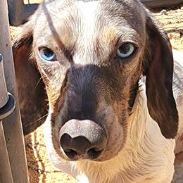 Colt - Dachshund