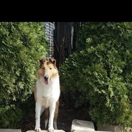 Azawakh, Collie, and Standard Schnauzer All Grown Up from Kokomo Kennels