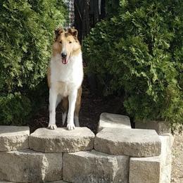 Azawakh, Collie, and Standard Schnauzer All Grown Up from Kokomo Kennels