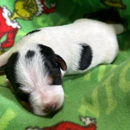Hollywood - Tri-color female Jack Russell Terrier puppy in Yakima County, Washington from Saddle Rock Kennels