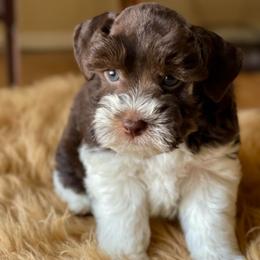 Liver Tan Parti - Liver female Miniature Schnauzer puppy in Calhoun, Georgia from The BrickHouse Miniature Schnauzers