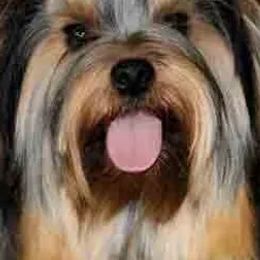 Yorkshire Terriers from J. Fortin Yorkies