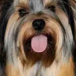 Yorkshire Terriers from J. Fortin Yorkies
