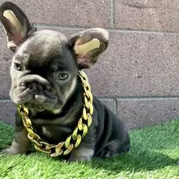 Honey - Tricolors female French Bulldog puppy in South Gate, California from Creations G Bulldogs