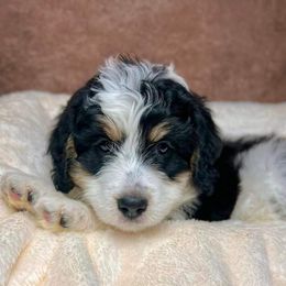 Bernedoodle Puppies from Bernedoodle Bunch