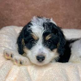 Bernedoodle Puppies from Bernedoodle Bunch