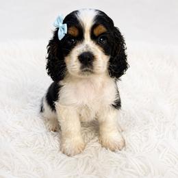Black and white boy - Black and white male Cocker Spaniel puppy in Wahiawa, Hawaii from Versatile Ohana