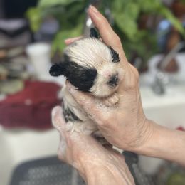 Shih Tzu Puppies from Willow Lane Shih Tzus