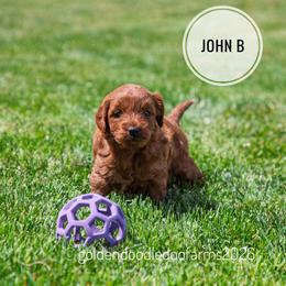 John B (Brownie) - Red male Golden Aussiedoodle puppy in Hyrum, Utah from Goldendoodledoo Farms