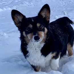 Reese - Pembroke Welsh Corgi