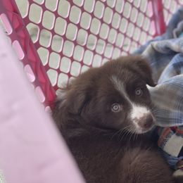 Australian Shepherd Puppies from Forgotten Coast Australian Shepherds