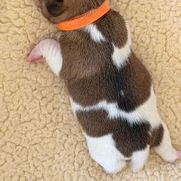 Orange girl - Tri-color female Jack Russell Terrier puppy in Berthoud, Colorado from Shelby Burleson's Golden Retrievers and Jack Russell Terriers