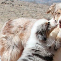 Australian Shepherds and Shetland Sheepdogs from Rod's Pups