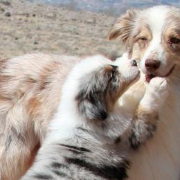 Australian Shepherds and Shetland Sheepdogs from Rod's Pups