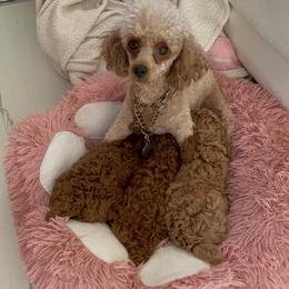 Poodle Puppies from Red toy poodles