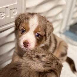 Guinness - Red merle male Toy Australian Shepherd puppy in Spokane Valley, Washington from Northern Roots Aussies