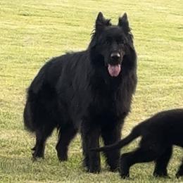 Kabi - German Shepherd