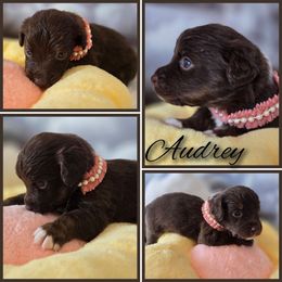 Audrey - Brown female Double Doodle puppy in Prescott Valley, Arizona from Ramirez Family Doodles