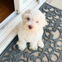 Rico Blue Eyes - Cream male Australian Labradoodle puppy in Wamego, Kansas from Doodles of Oz