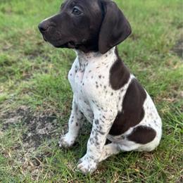 Doc - Liver and white male German Shorthaired Pointer puppy in Georgia from CMC Farms