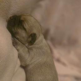 Henny - Fawn male French Bulldog puppy in Pleasant Hill, Iowa from Courtney Nicole's Mal Shihs & Goldendoodles