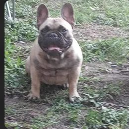 French Bulldog Puppies from Elm Frenchie Quarters