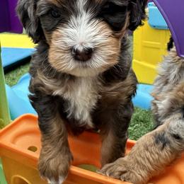 Bernedoodle, Poodle, and Saint Berdoodle Puppies from Myt fine doodles