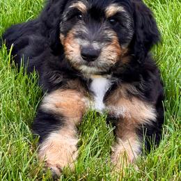 Winton - Black phantom male Aussiedoodle puppy in Decatur, Illinois from Signature Doodles