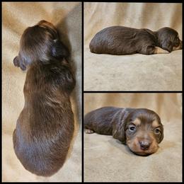 Chocolate and Cream Boy - Chocolate and cream male Dachshund puppy in Panama City Fl, Florida from Southern Bliss Doxies