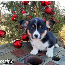 Boy 2 - Black and tan male Pembroke Welsh Corgi puppy in Nixa, Missouri from Pistol Creek Puppies