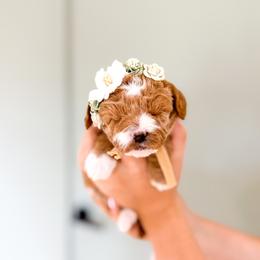 Betty - Cream female Goldendoodle puppy in Salem, Utah from Karmadoodlee